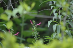 Salvia pentstemonoides