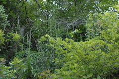Salvia pentstemonoides
