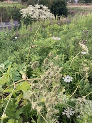 Heracleum sosnowskyi