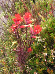 Castilleja irasuensis