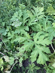 Heracleum sosnowskyi