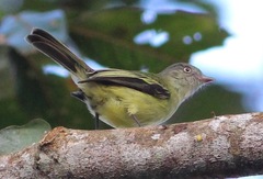 Zimmerius cinereicapilla