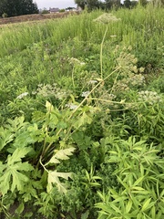 Heracleum sosnowskyi
