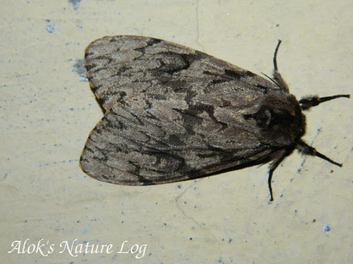 Lymantria sobrina