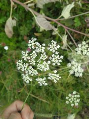Pimpinella saxifraga