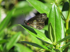 Catasticta nimbice