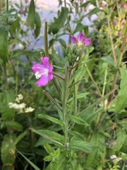 Epilobium hirsutum