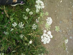 Pimpinella saxifraga