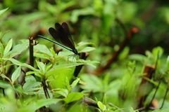 Atrocalopteryx atrata