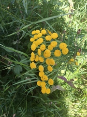 Tanacetum vulgare