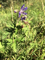 Geranium pratense
