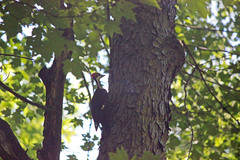 Dryocopus pileatus