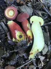 Boletus carminiporus