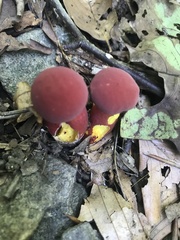 Boletus carminiporus