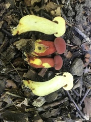 Boletus carminiporus
