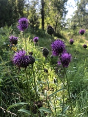 Centaurea scabiosa