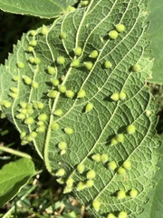 Celticecis acuminata