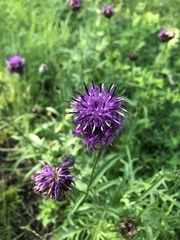 Centaurea scabiosa