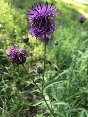 Centaurea scabiosa