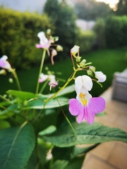 Impatiens balfourii