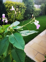 Impatiens balfourii