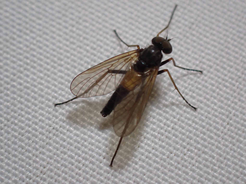 Rhagio dimidiatus