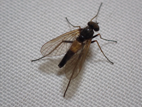 Rhagio dimidiatus