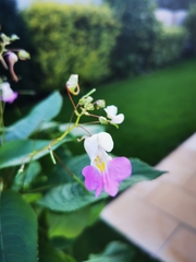 Impatiens balfourii