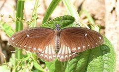 Papilio castor