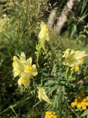 Linaria vulgaris