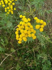 Tanacetum vulgare