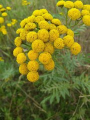 Tanacetum vulgare