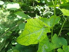 Phyllocnistis labyrinthella