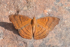 Pseudergolis wedah