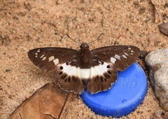 Seseria sambara