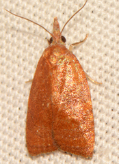 Cenopis diluticostana