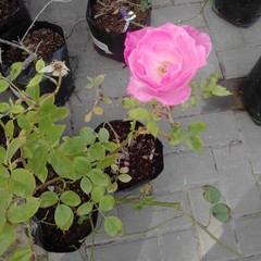 Rosa