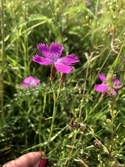 Dianthus chinensis