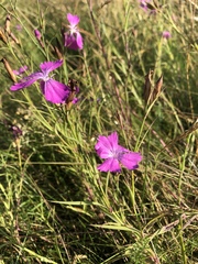 Dianthus chinensis