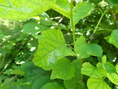 Phyllocnistis labyrinthella