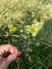 Potentilla argentea