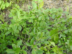 Salix myrtillifolia