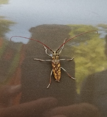 Monochamus marmorator