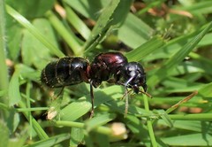 Camponotus novaeboracensis