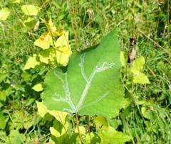 Phyllocnistis labyrinthella