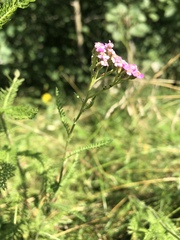 Achillea millefolium