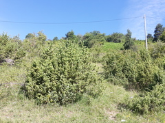 Juniperus communis