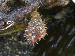 Boltenia villosa