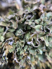 Cladonia strepsilis