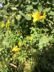 Hypericum perforatum